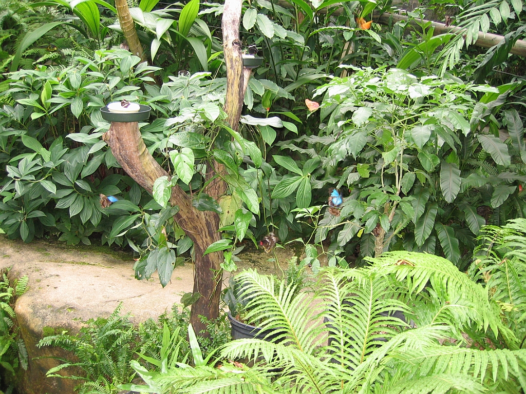 099 Kuranda Butterfly Sanctuary.jpg